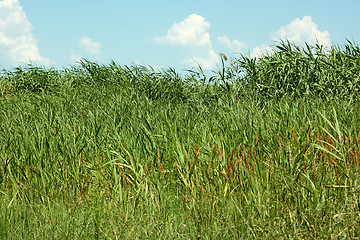 Image showing Thick overgrown cane