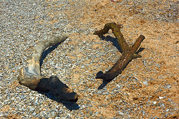 Image showing Dried charred wood on a wild beach