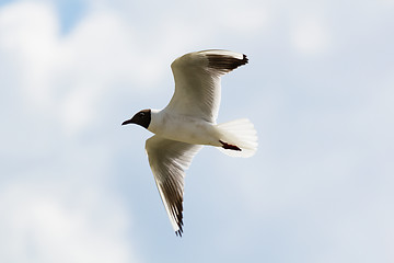 Image showing Mediterranean gull in flight