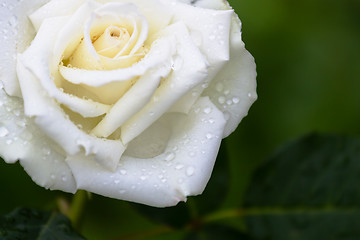 Image showing White Rose