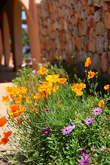 Image showing Flowering golden poppies