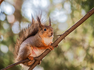 Image showing Squirrel on branch