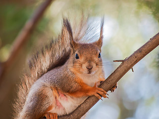 Image showing Squirrel on branch
