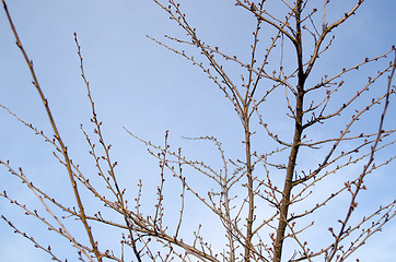 Image showing japanese sakura tree with buds  