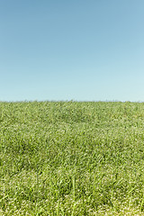 Image showing Grass and sky