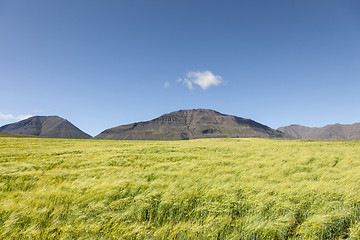 Image showing Wheatfield and mountains