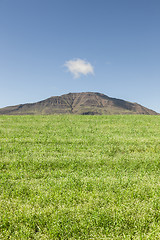 Image showing Wheatfield and mountain