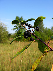 Image showing Branch with the wolf berries