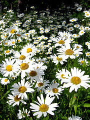 Image showing flower-bed of beautiful white chamomiles