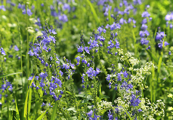 Image showing Beautiful wildflowers