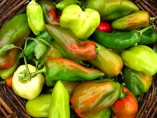 Image showing Crop of multicolour Bulgarian pepper