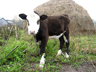 Image showing little calf near a haystack