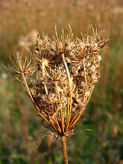 Image showing dry umbel of flower of cicuta