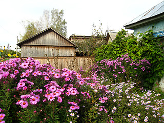 Image showing Some beautiful red asters near the house