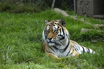 Image showing Tiger Looking