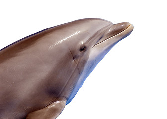 Image showing Dolphin