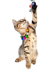 Image showing kitten with bells necklace playing