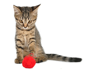 Image showing cute little kitten with a wool ball