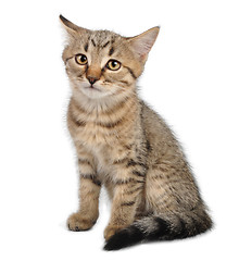 Image showing little kitten looking at camera