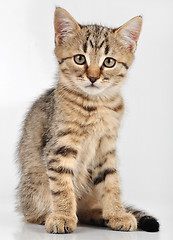 Image showing kitten