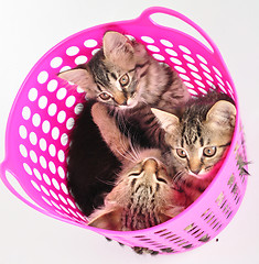 Image showing group of kittens in a basket