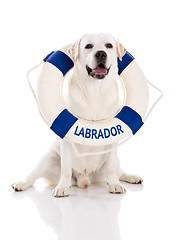 Image showing Labrador dog with a sailor buoy