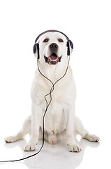 Image showing Labrador listen music