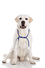 Image showing Vet dog