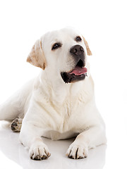 Image showing Labrador dog lying on floor