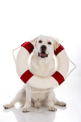 Image showing Labrador dog with a sailor buoy