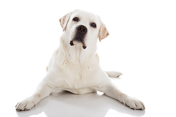Image showing Labrador dog lying on floor