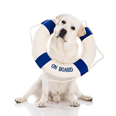 Image showing Labrador dog with a sailor buoy