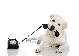 Image showing Labrador answering a call