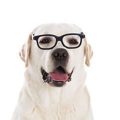 Image showing Nerd dog