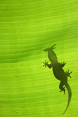 Image showing Gecko Silhouette