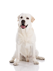 Image showing Labrador dog sitting on floor