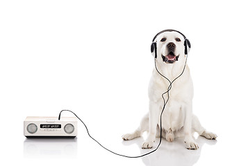 Image showing Labrador listen music