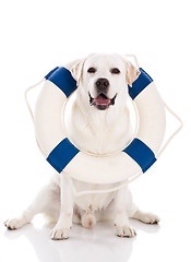 Image showing Labrador dog with a sailor buoy