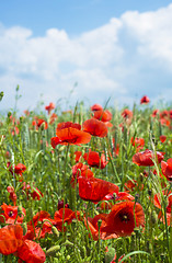 Image showing field of poppies