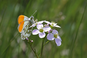 Image showing butterfly aurorasommerfugl