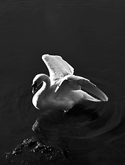 Image showing Swan