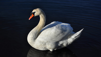 Image showing Swan