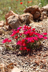 Image showing Colourful red flowers in a garden