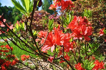 Image showing rhododendron