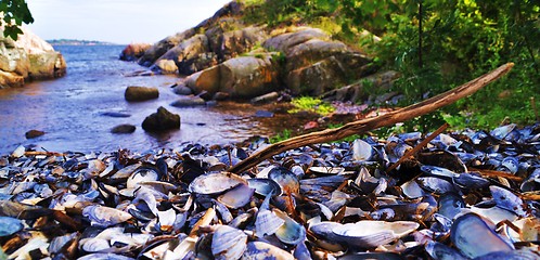 Image showing Seaside 