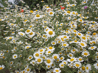 Image showing Camomile flower