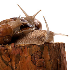 Image showing Family of snails on pine tree stump