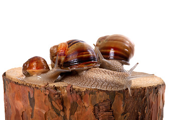 Image showing Family of snails on pine-tree stump