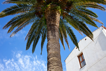 Image showing Mediterranean architecture and vegetation