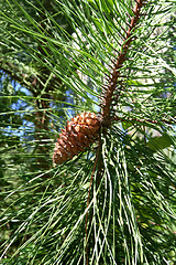 Image showing Pine Cones